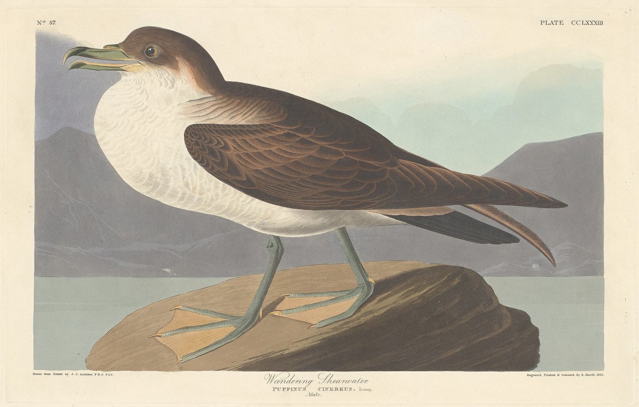 Pardela Errante de Robert Havell after John James Audubon