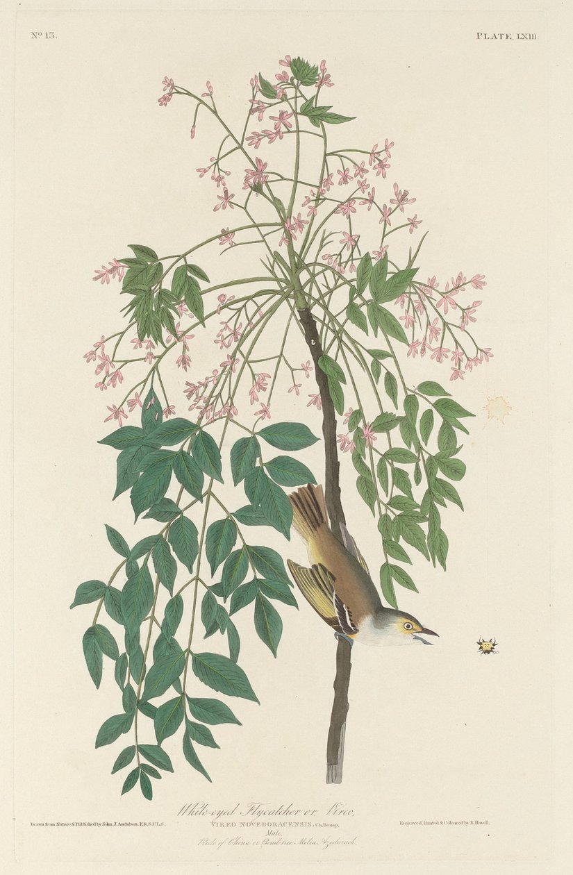 Atrapamoscas de ojos blancos de Robert Havell after John James Audubon