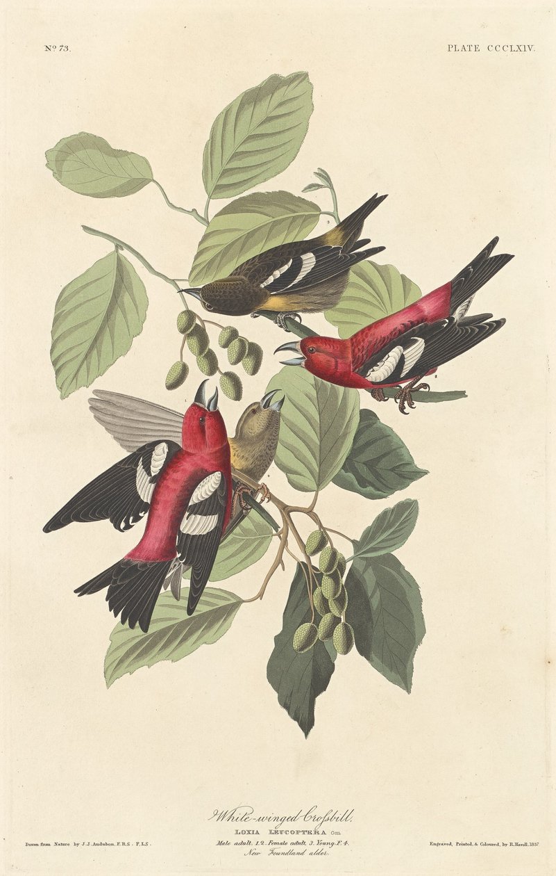 Piquituerto Aliblanco de Robert Havell after John James Audubon