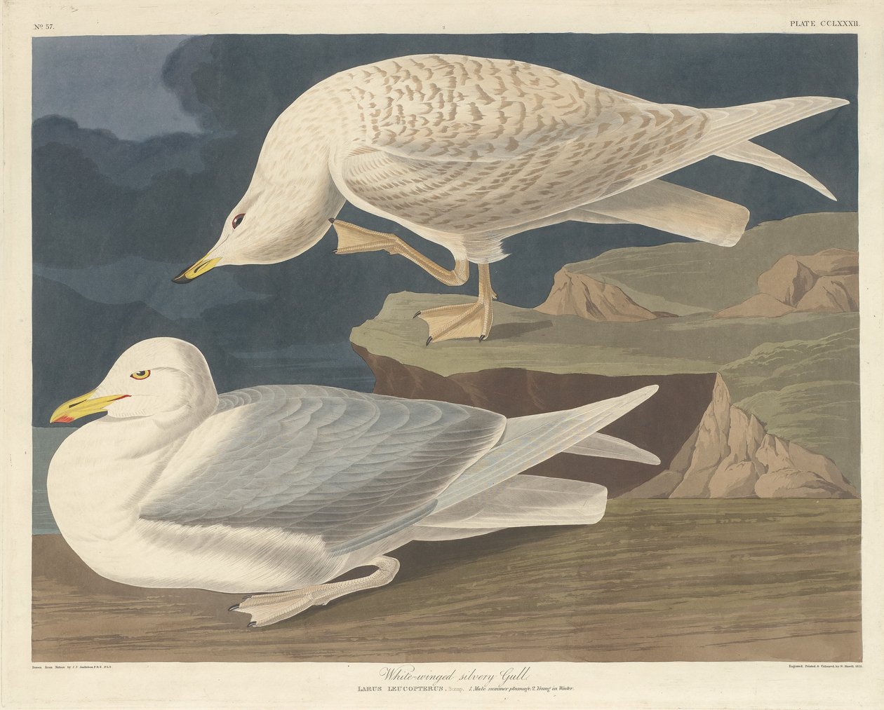 Gaviota Plateada de Alas Blancas de Robert Havell after John James Audubon