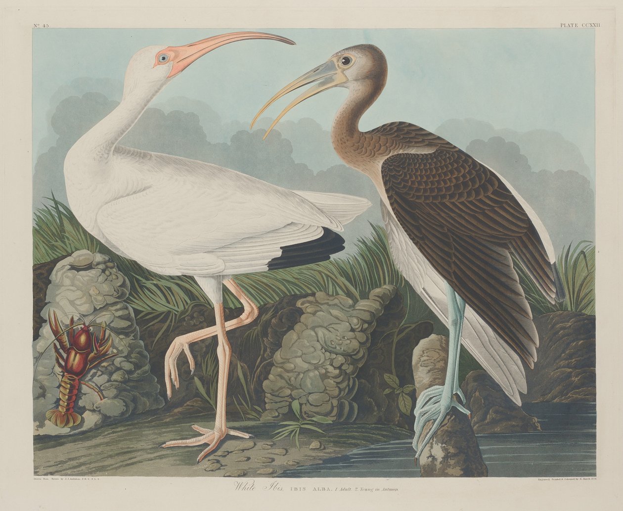 Ibis Blanco de Robert Havell after John James Audubon