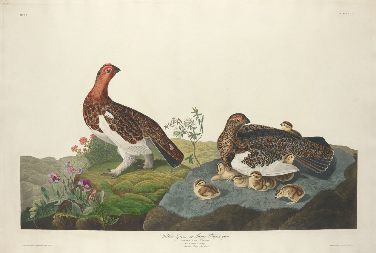 Urogallo de sauce de Robert Havell after John James Audubon