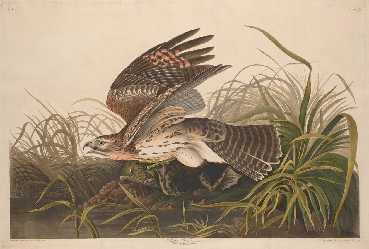 Halcón de invierno de Robert Havell after John James Audubon