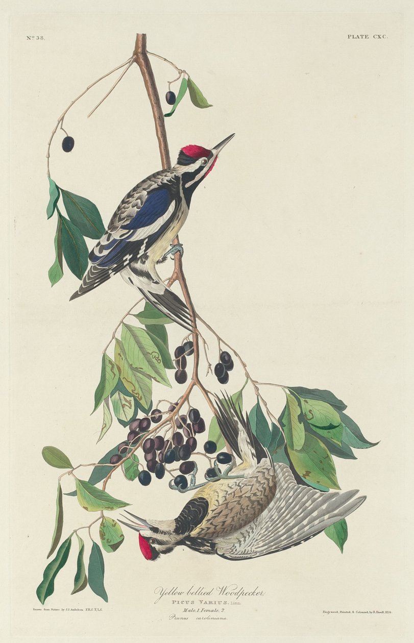 Pájaro carpintero de vientre amarillo de Robert Havell after John James Audubon