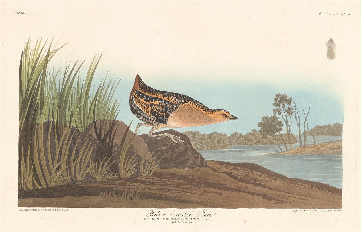 Rascón pechiamarillo de Robert Havell after John James Audubon