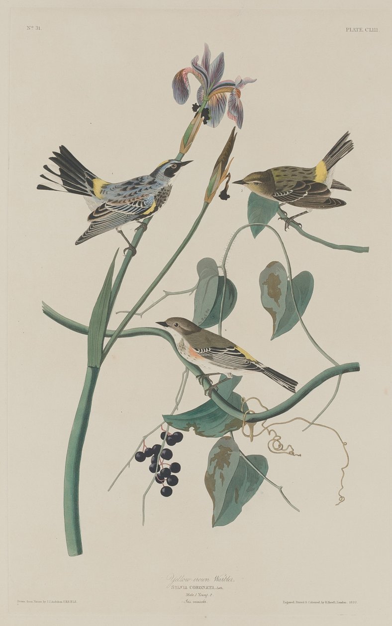 Reinita de corona amarilla de Robert Havell after John James Audubon