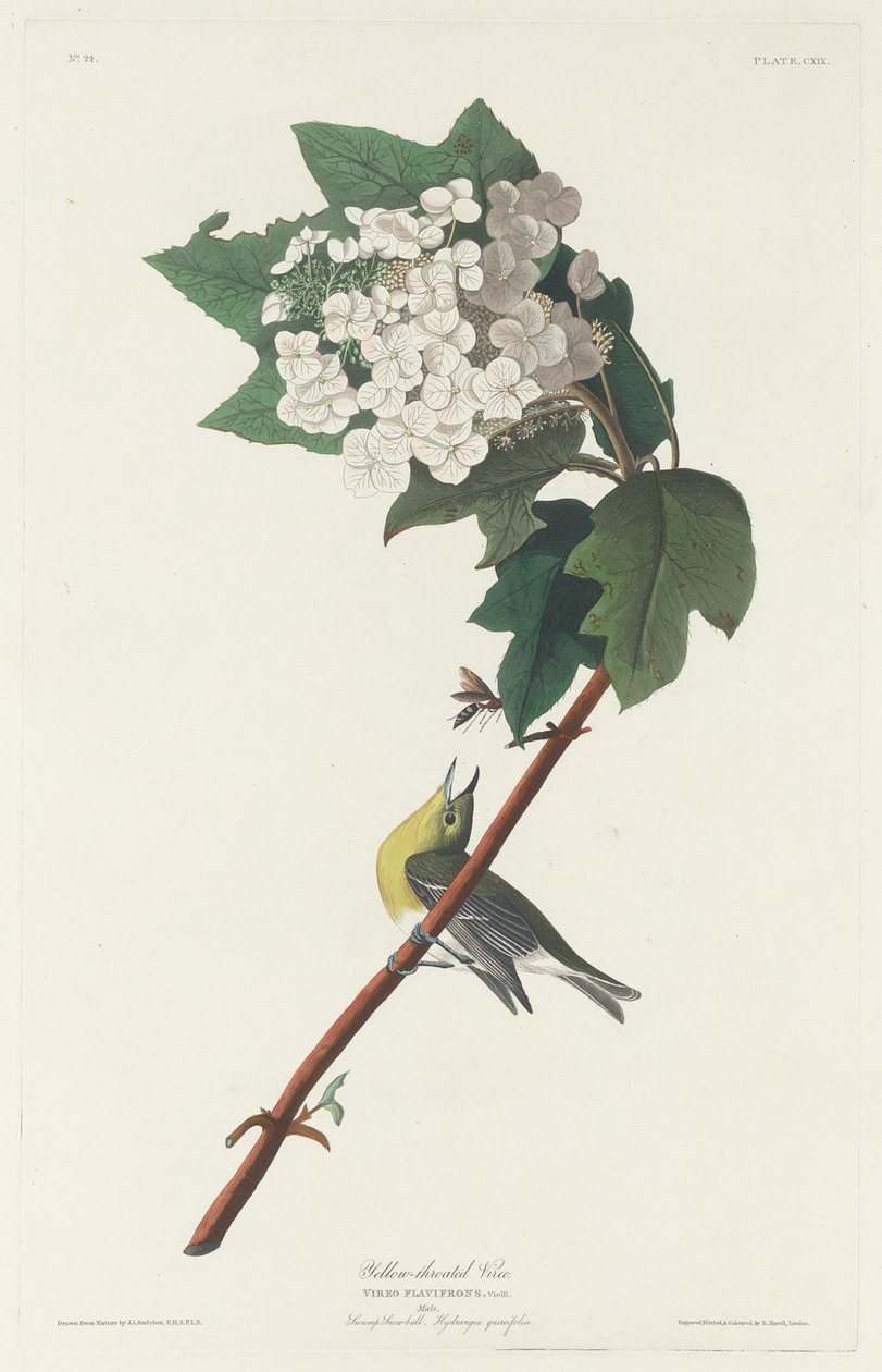 Vireo de garganta amarilla de Robert Havell after John James Audubon