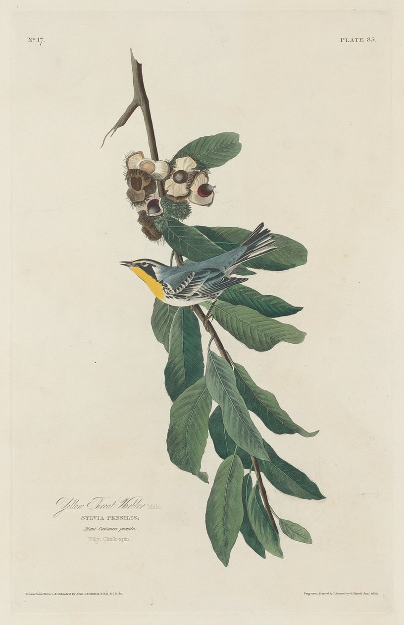 Reinita de Garganta Amarilla de Robert Havell after John James Audubon