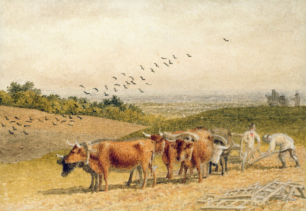 Bueyes arando un campo en la llanura de Robert Hills