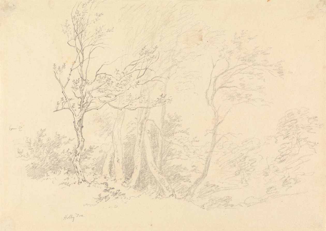 Estudio de un acebo de Robert Hills