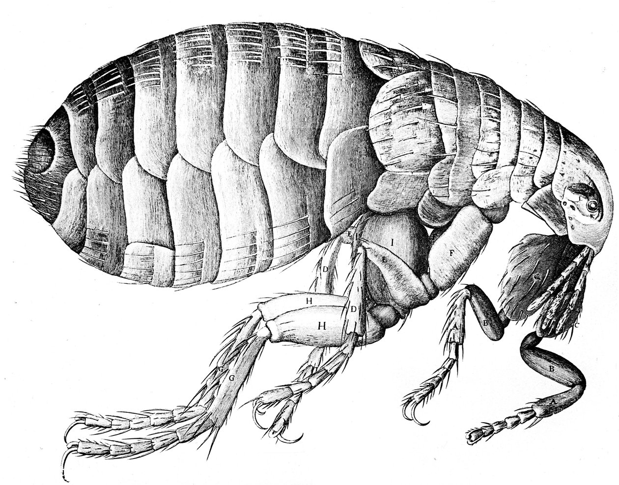 Pulga, insecto parásito chupador de sangre sin alas, 1665 de Robert Hooke