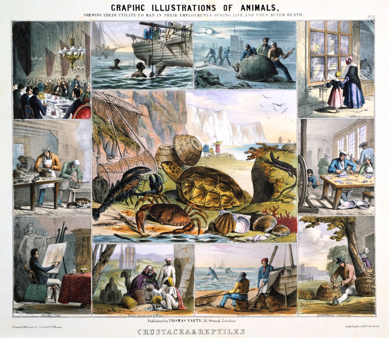 Crustáceos y reptiles, c1850 de Robert Kent Thomas