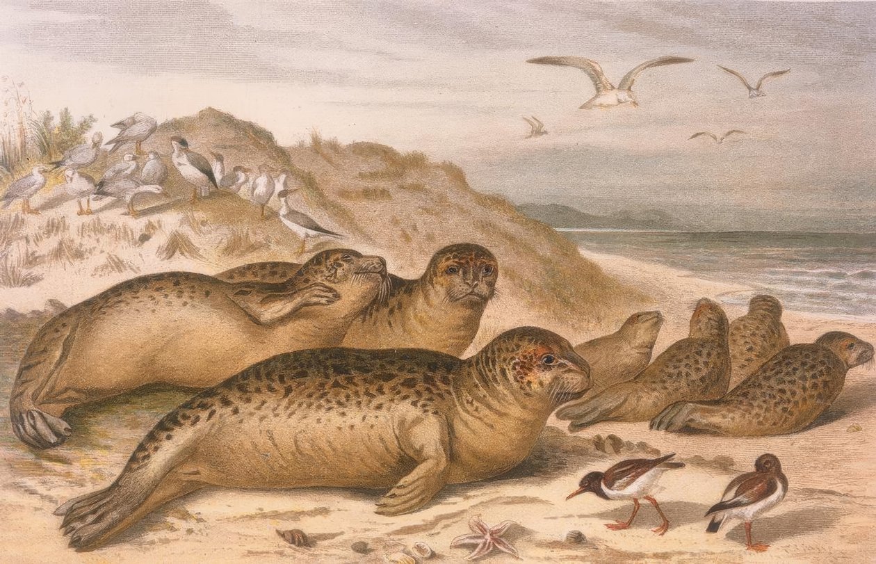 Foca de Robert Kretschmer
