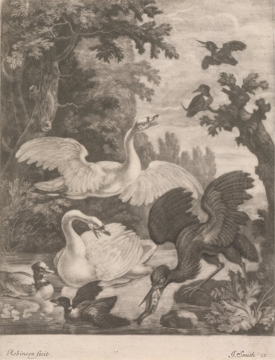 Aves acuáticas de Robert Robinson