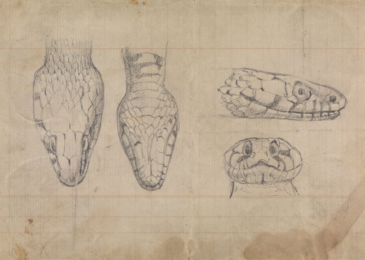 Estudio de la cabeza de una serpiente de Robert Smirke