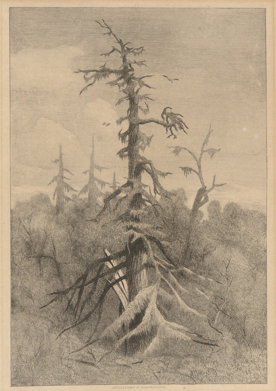 Viejos árboles en la isla de Naushon de Robert Swain Gifford