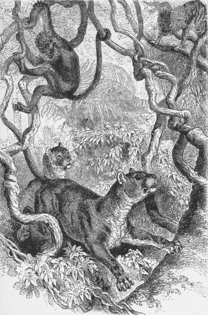 El Puma, c. 1885-1890 de Robert Taylor Pritchett