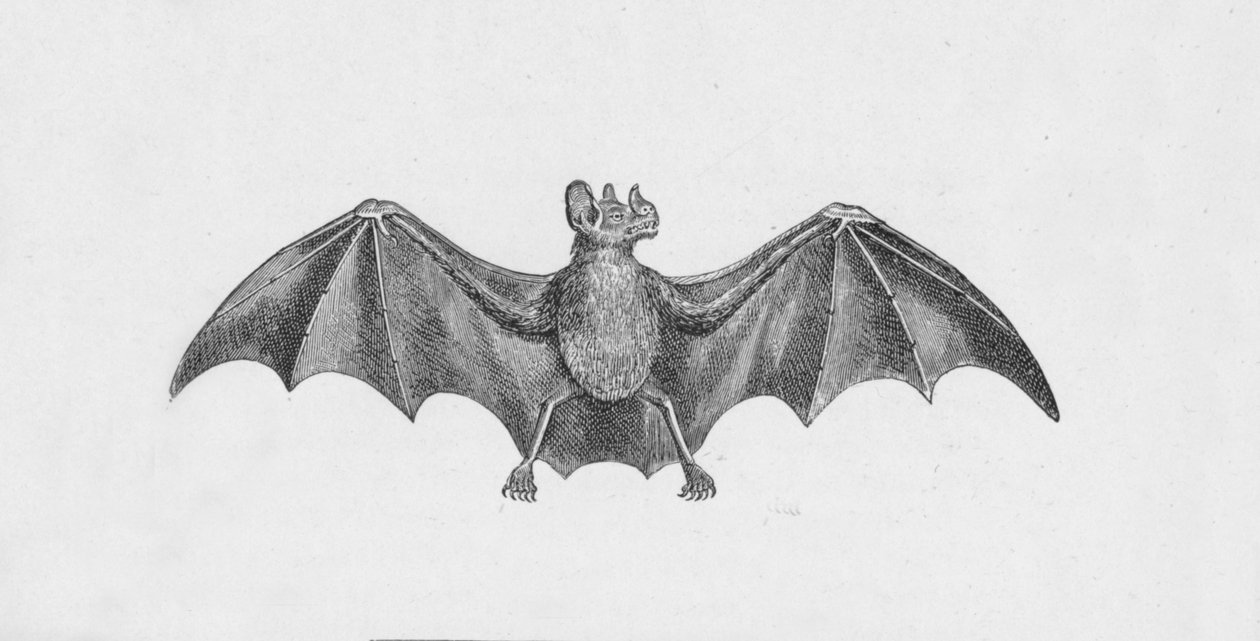 Murciélago vampiro, c1885, 1890 de Robert Taylor Pritchett