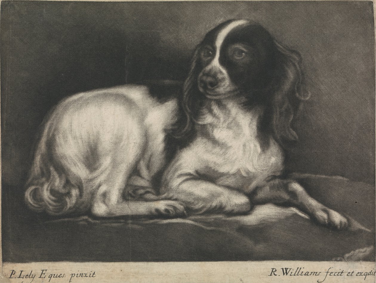 Un Spaniel de Robert Williams