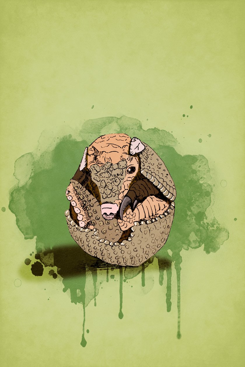 Baby Armadillo, 2022 (digital) de Roberta Murray