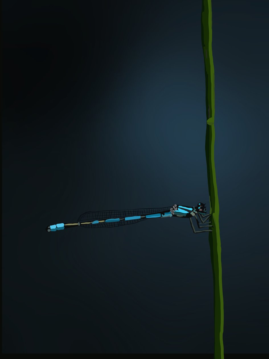 Damselfly, 2022 (digital) de Roberta Murray