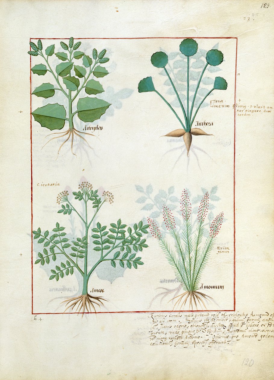 Ajenjo y cardamomo. Fila inferior: ajenjo y cardamomo, ilustración de The Simple Book of Medicines de Mattheaus Platearius 123r de Robinet Testard