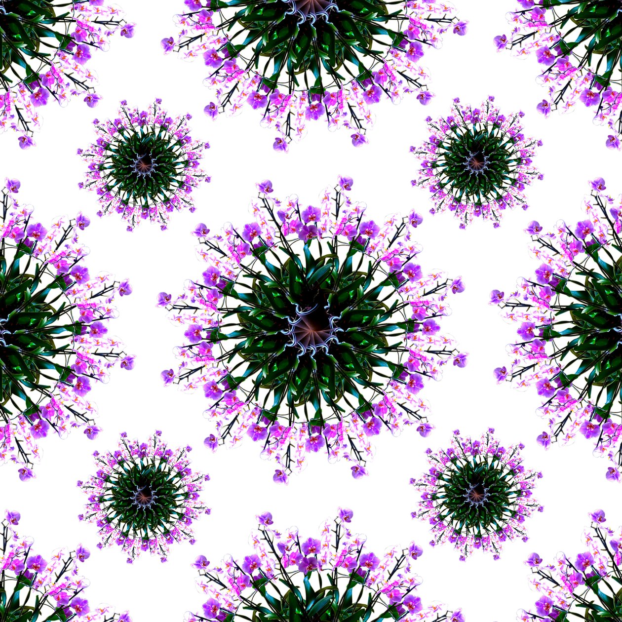 Mundo de Orquídeas de Robyn Parker