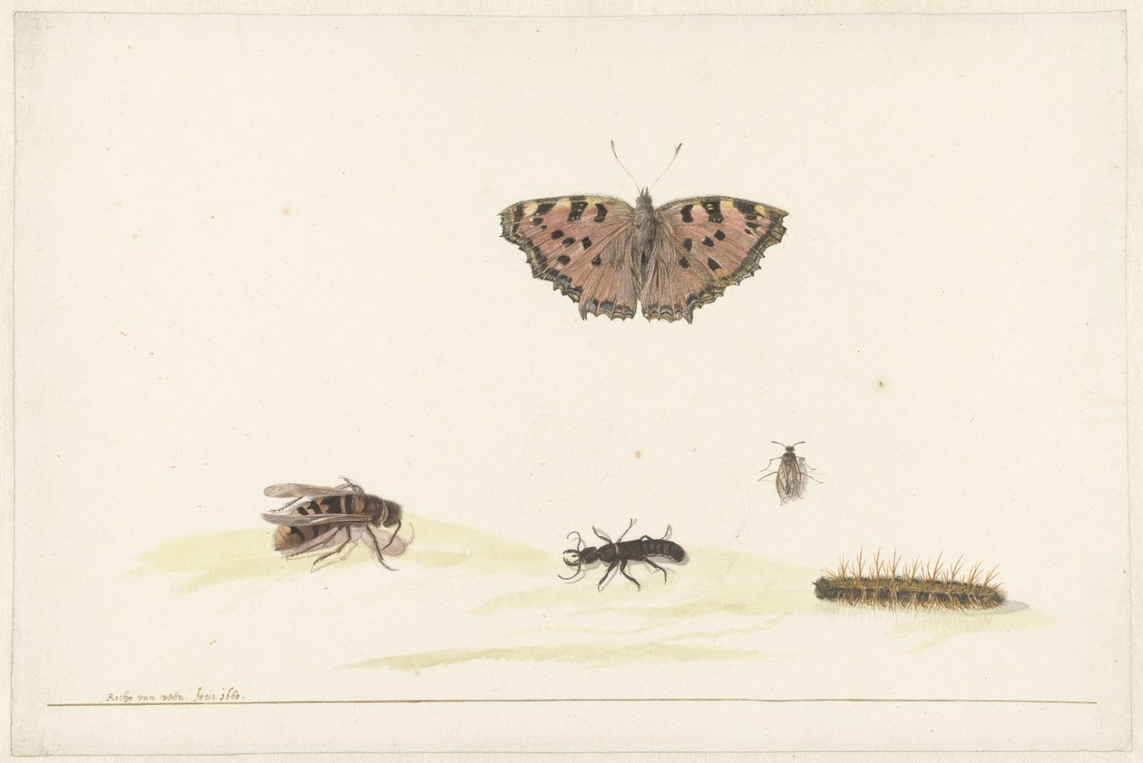 Hoja de estudio con diferentes insectos de Rochus van Veen