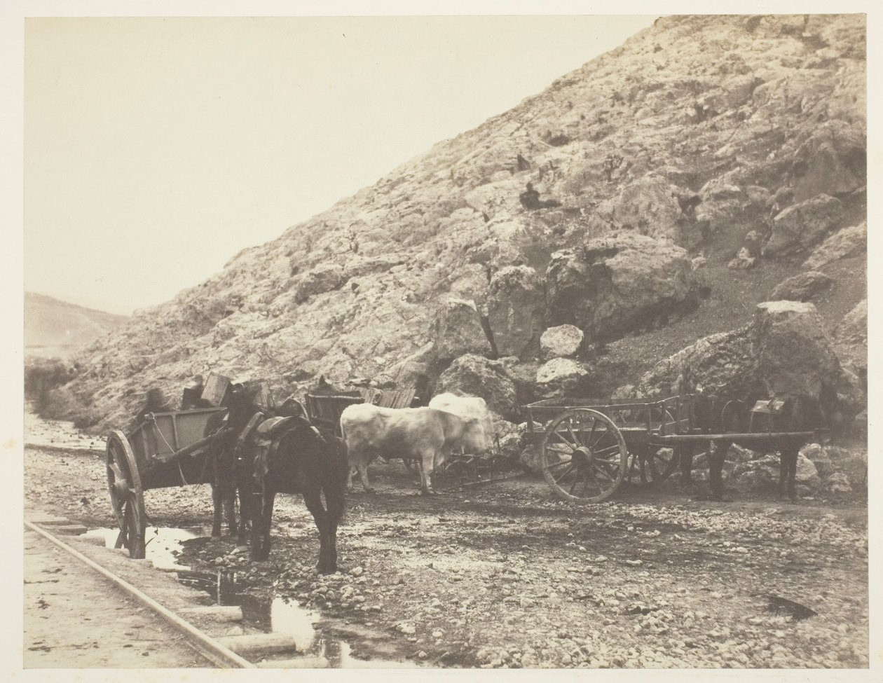 Ganado y carros, saliendo de Balaklava de Roger Fenton