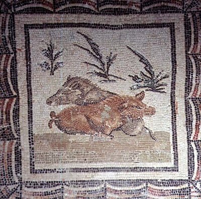 Jabalí salvaje de Roman Roman
