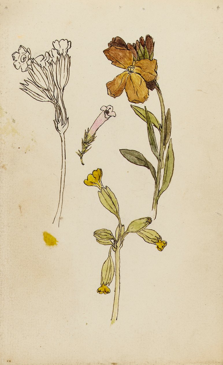 Estudio de flores, alhelí y cowslip de Rosa Brett