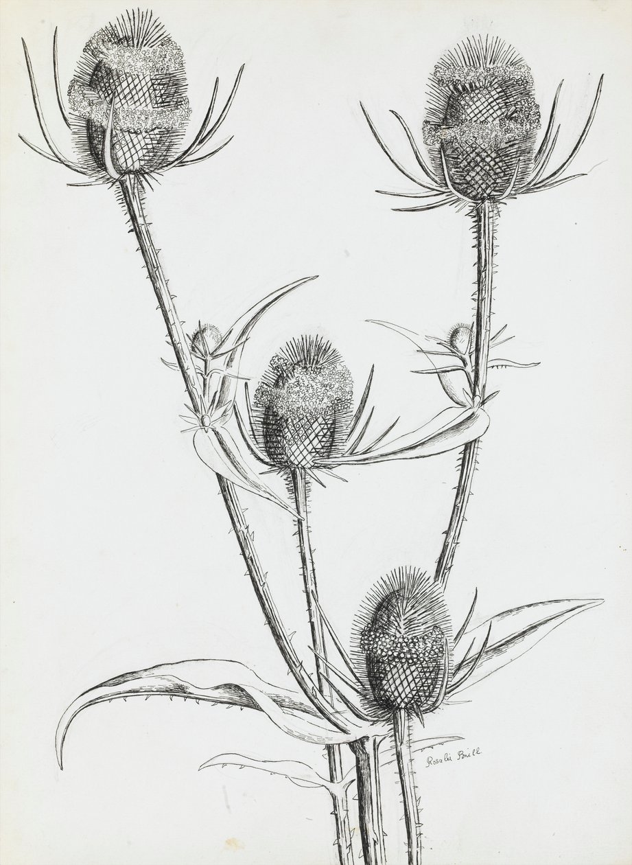 Cardos de Rosalie Brill