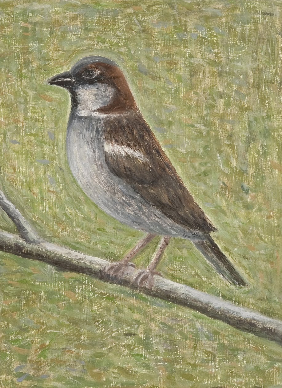 Gorrión común, 2008 de Ruth Addinall