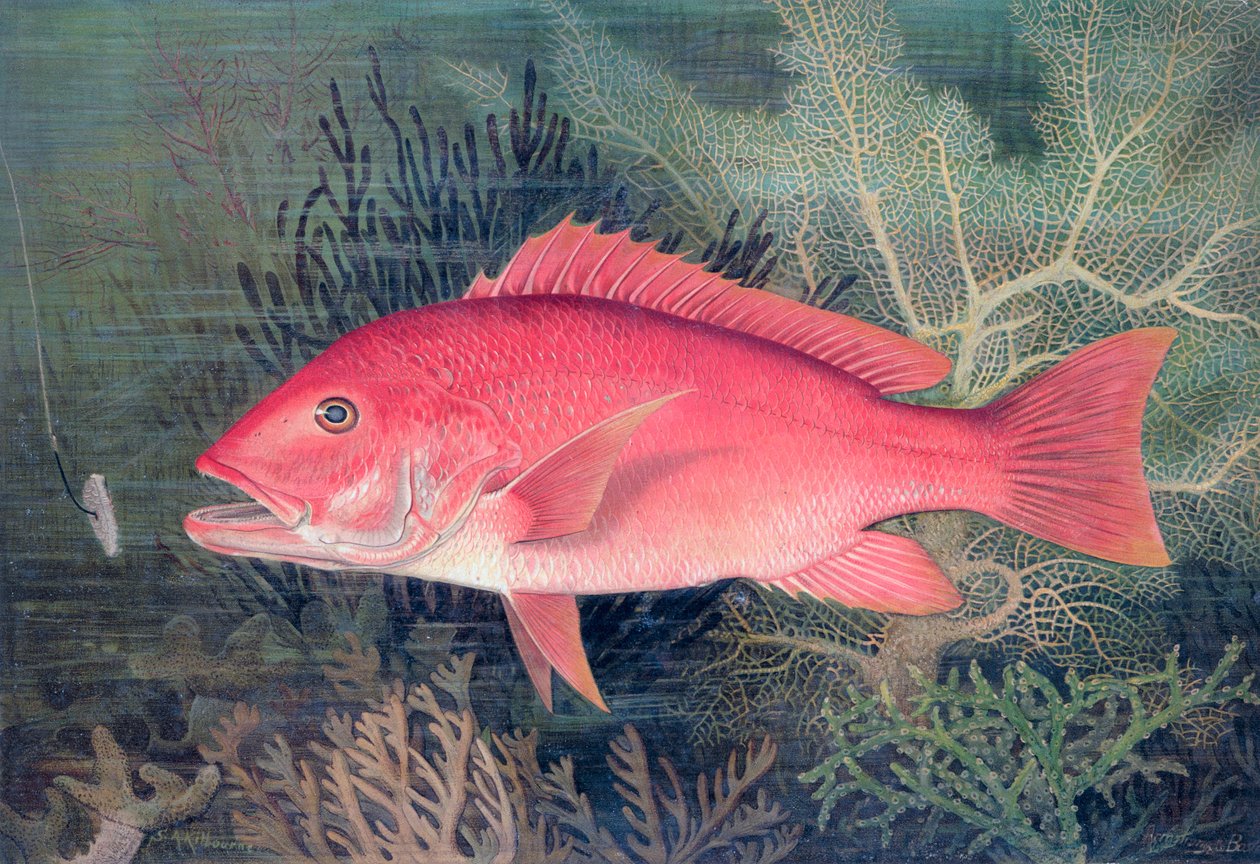 Pargo rojo, 1878 de SA Kilourne