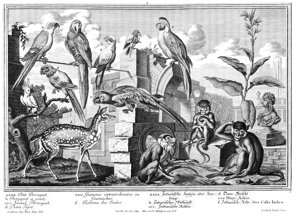 loros y monos de Salomon Kleiner