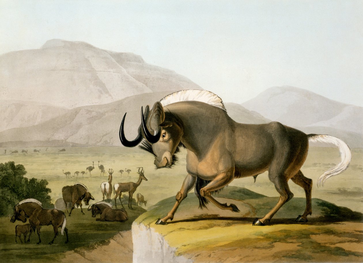 El Ñu, 1804 de Samuel Daniell