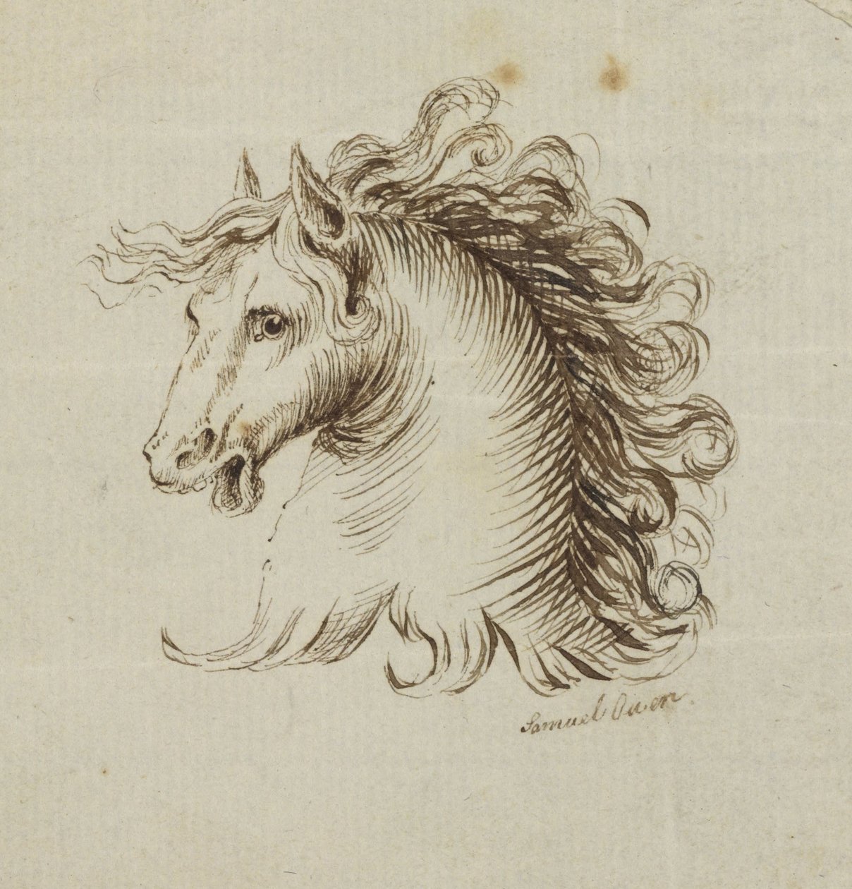 Cabeza de un caballo de Samuel H. Owen