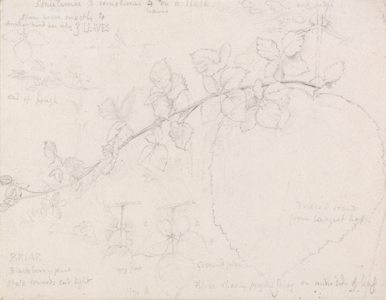 Zarzamoras de Samuel Palmer