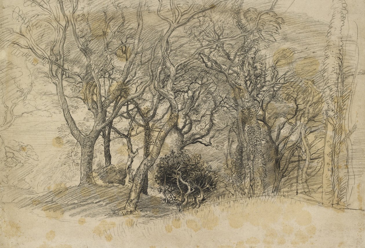 Estudio de árboles, Clovelly Park, 1834 de Samuel Palmer