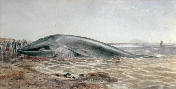 La ballena de Aberlady, Longriddy Bay de Samuel Bough