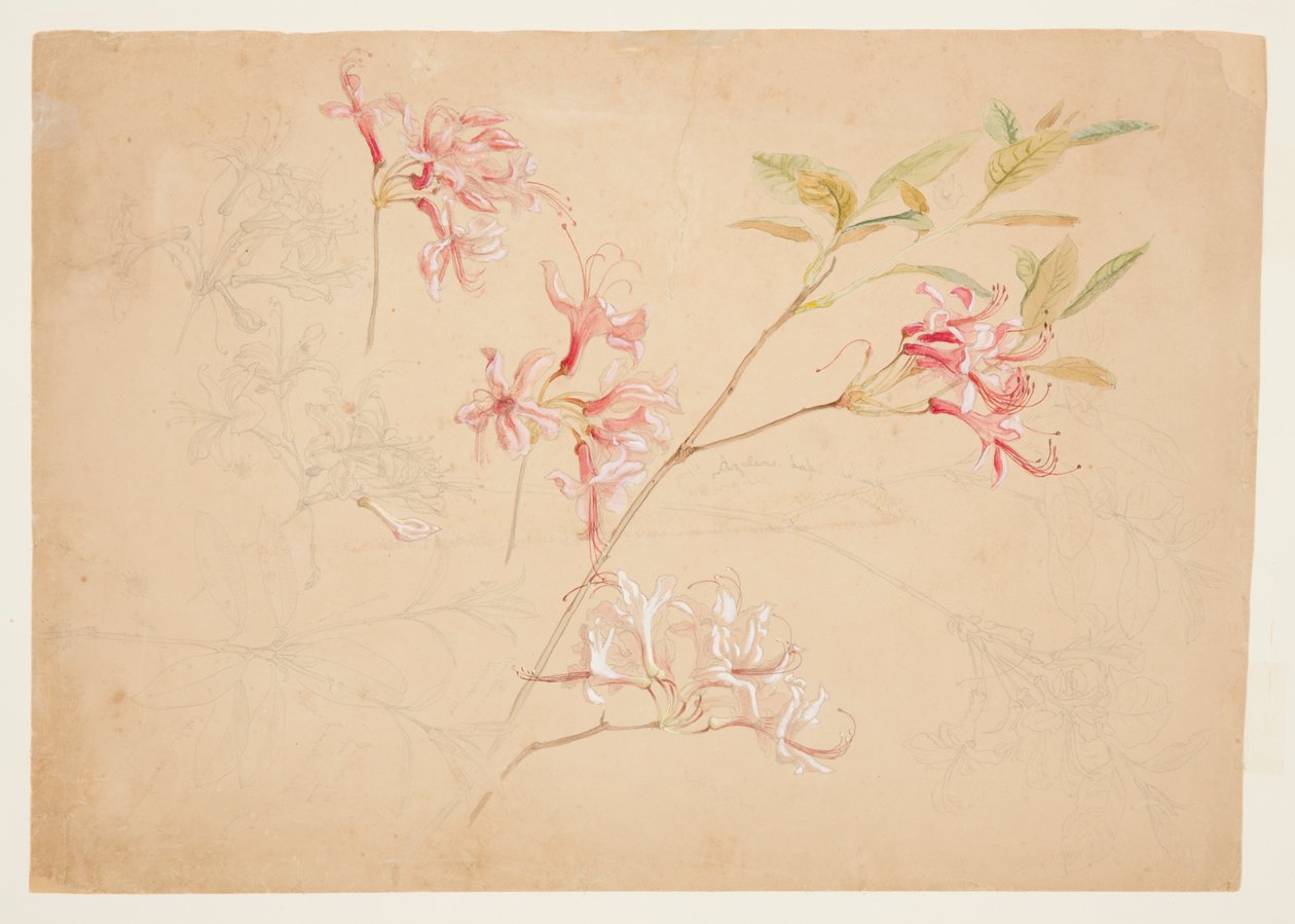 Azaleas de Samuel Colman