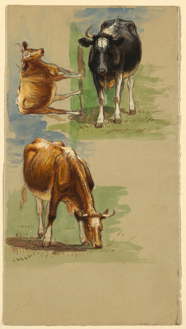 Ganado, novillos de Samuel Colman