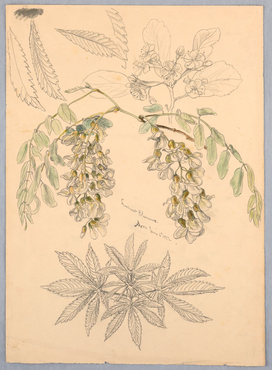Flores de acacia de Samuel Colman