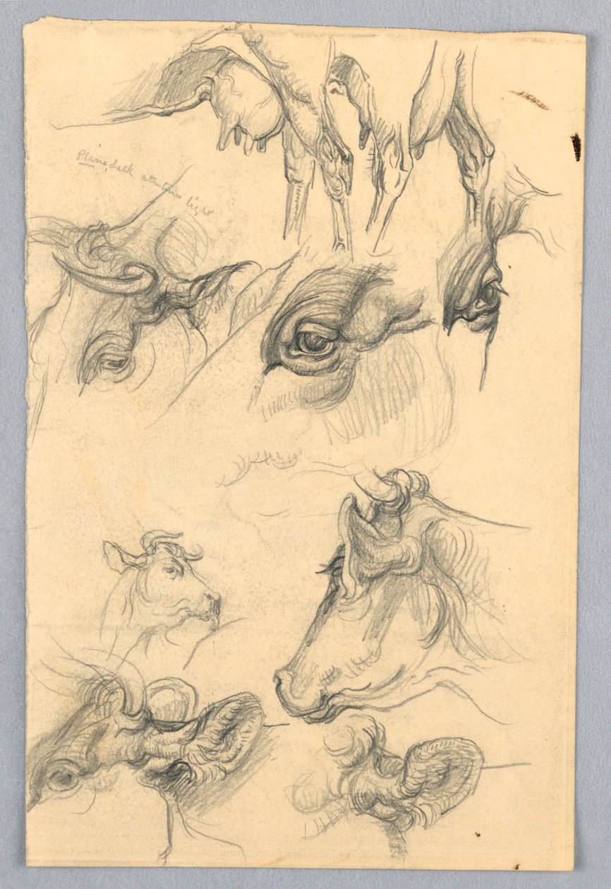 Estudios de Vacas de Samuel Colman