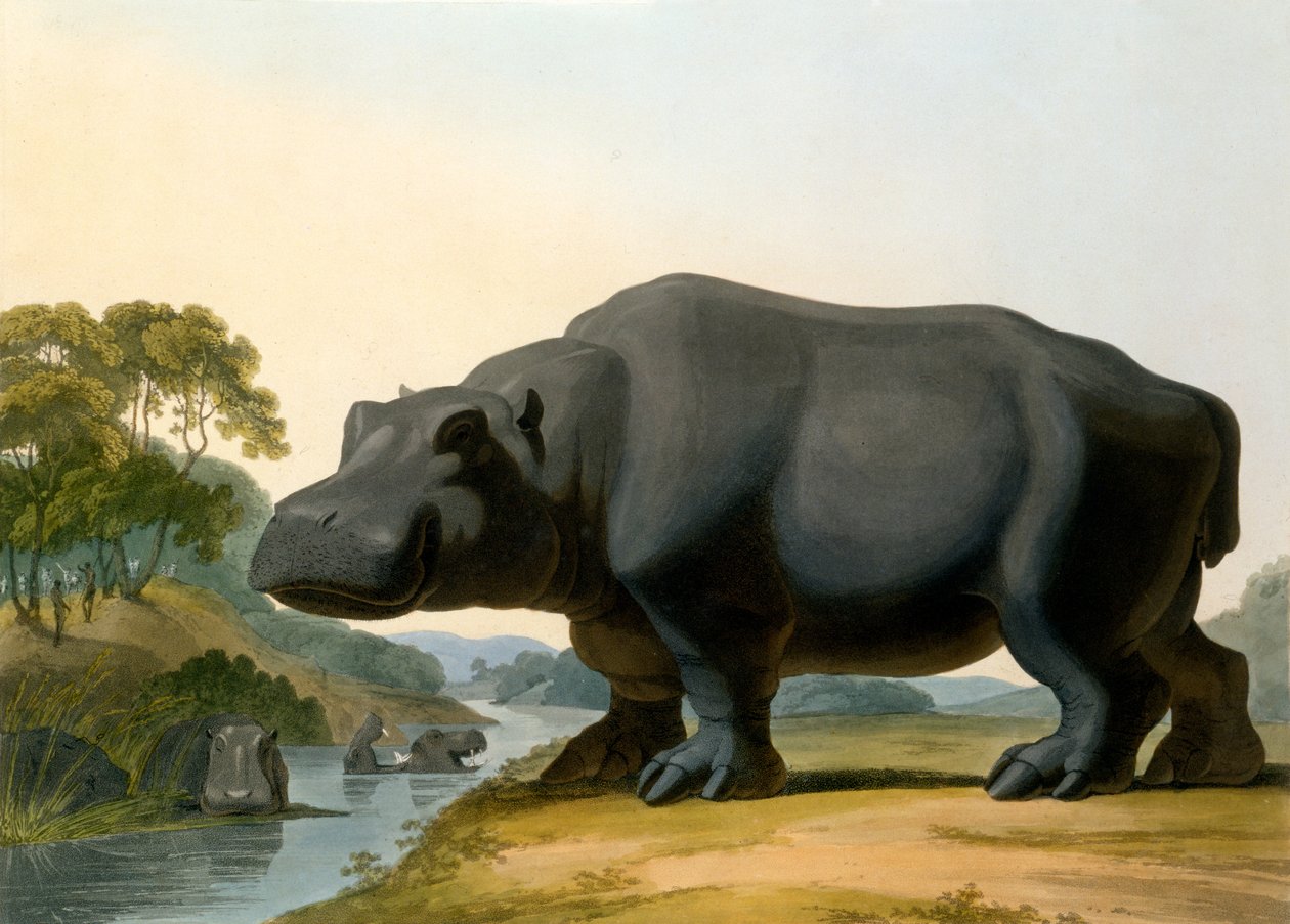 El hipopótamo, 1804 de Samuel Daniell