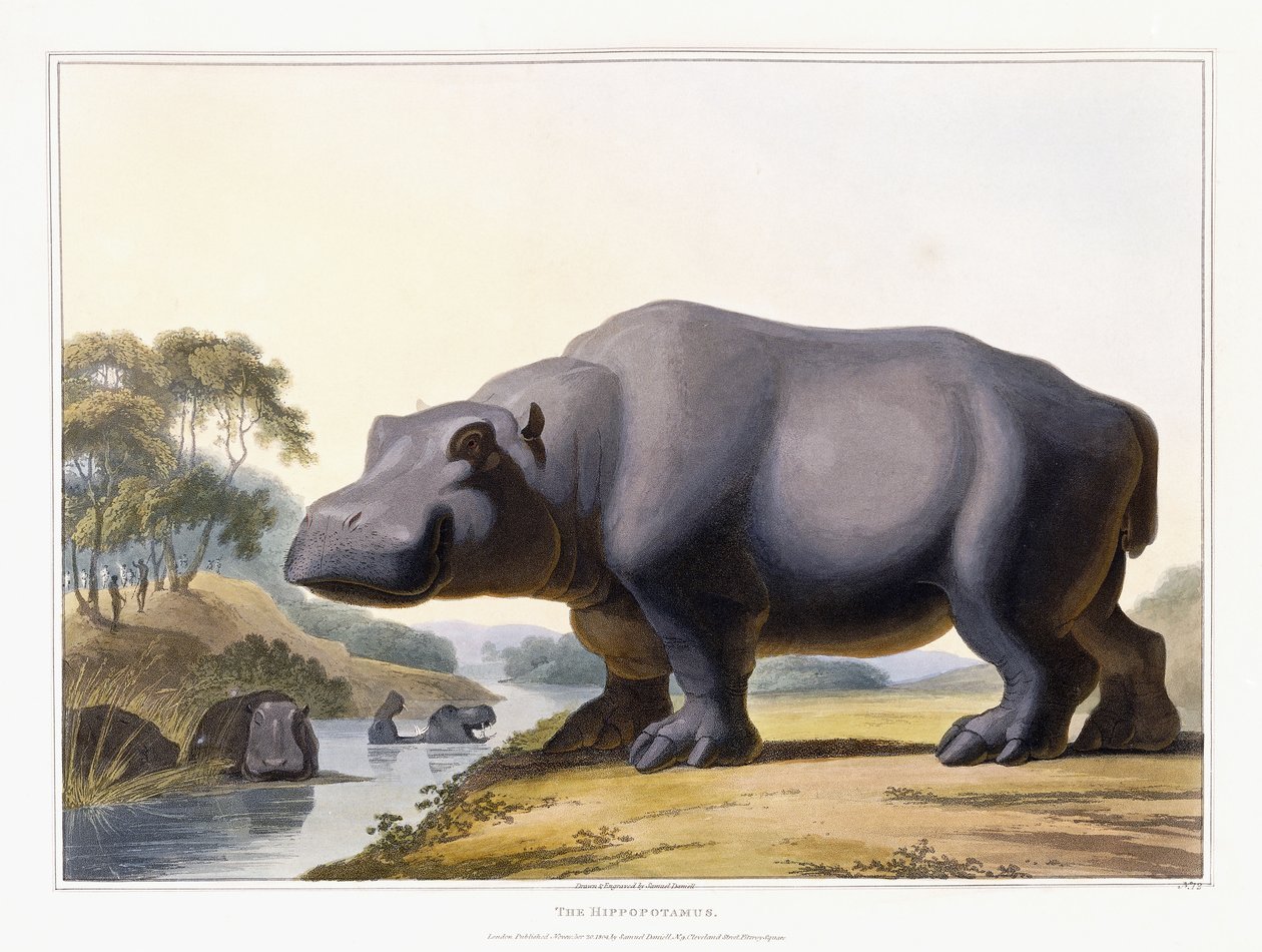 El hipopótamo, 1804 de Samuel Daniell