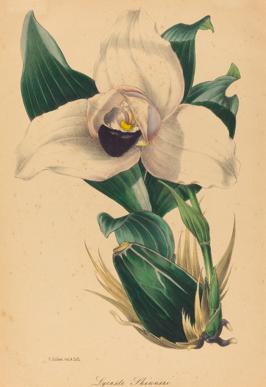 Lycaste Skinneri de Samuel Holden