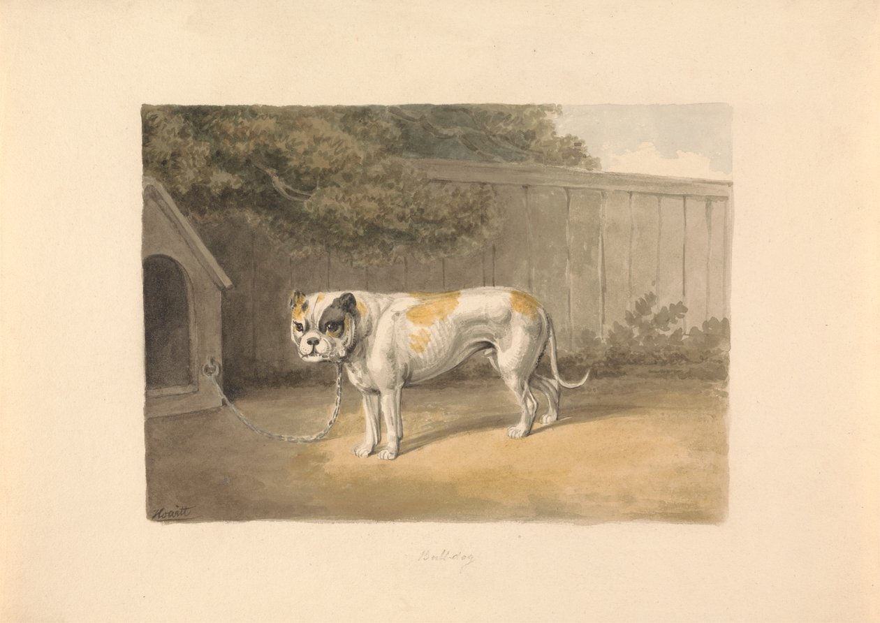 Un Bulldog de Samuel Howitt