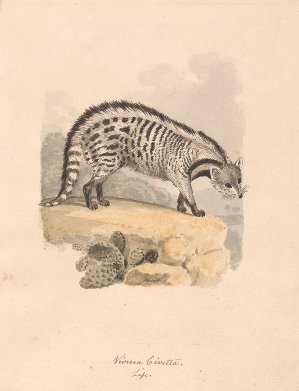 Civet africano de Samuel Howitt