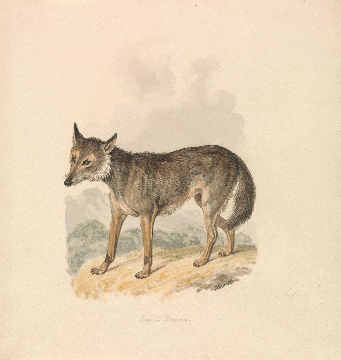 Canis Lupus, o lobo gris de Samuel Howitt